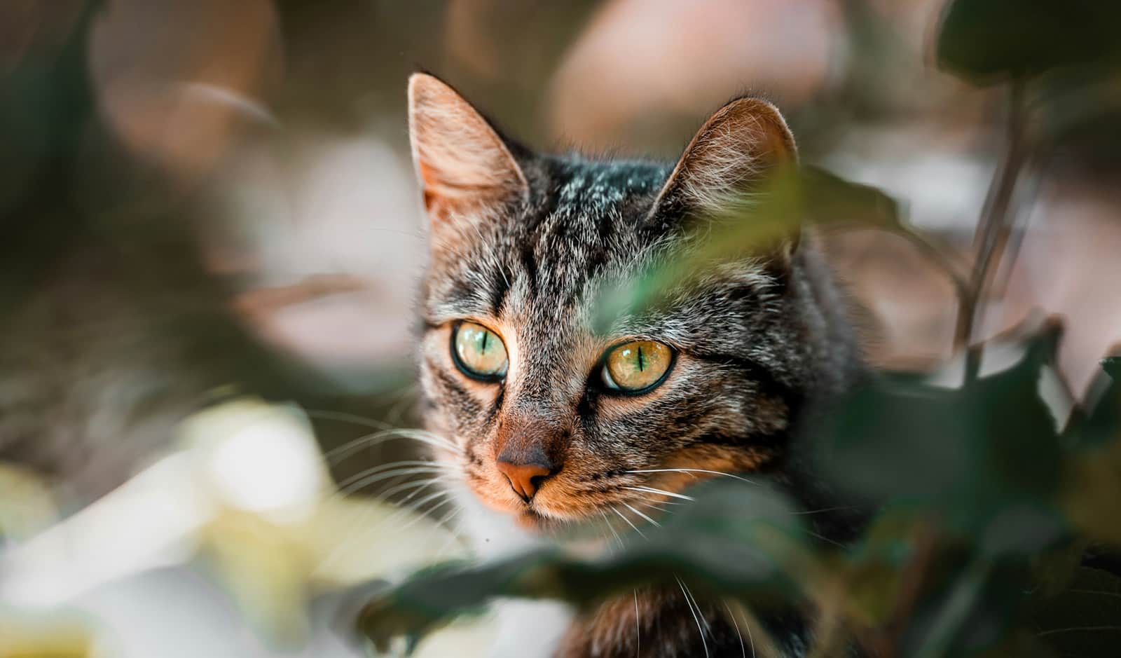 Cat in the forest