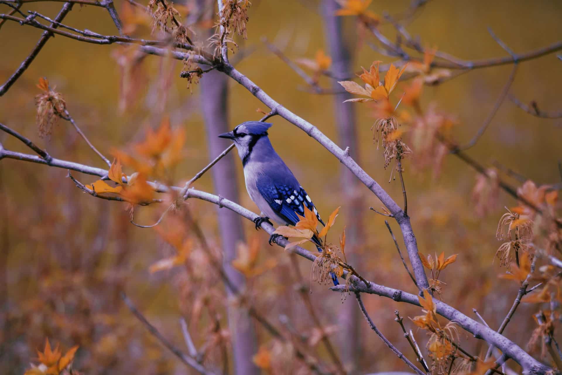 blue purple bird in autumn