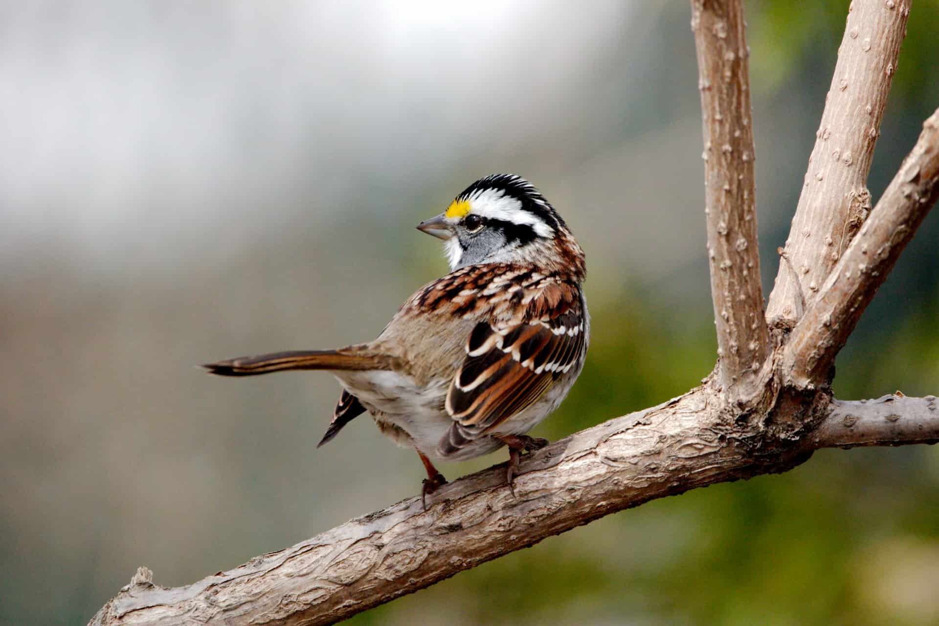 bird in autumn